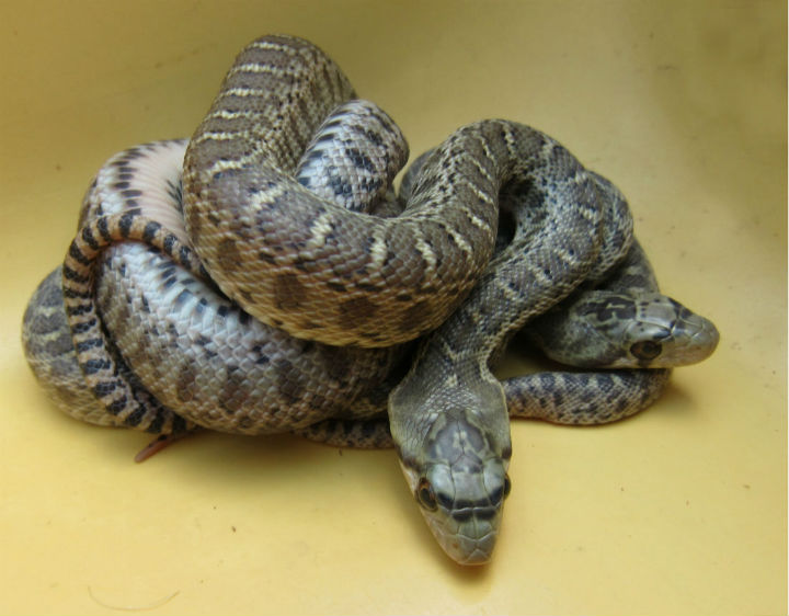 Pacific Gopher Snakes